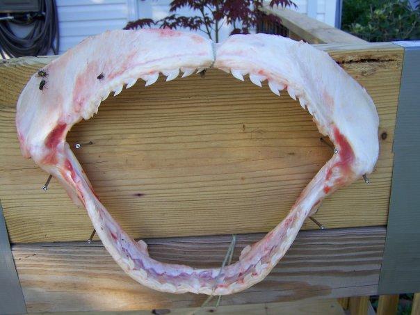 The jaws from the tiger