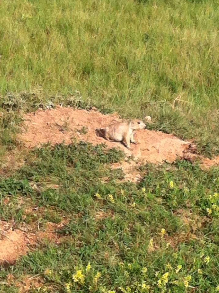 Prairie dog