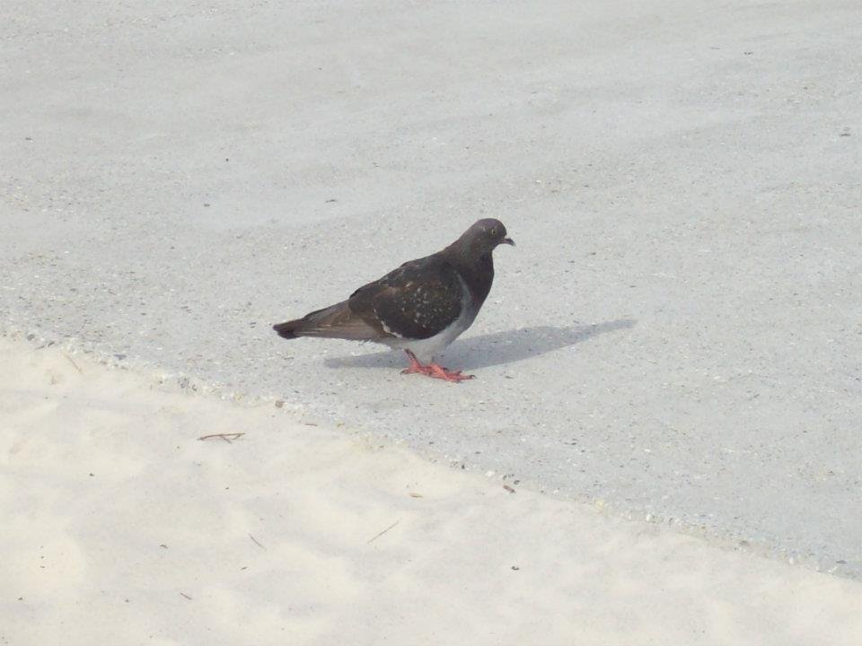 Beach Pigeon?