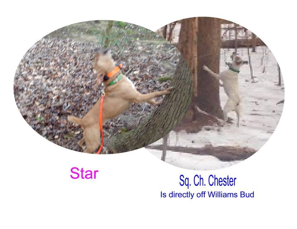 "Pugh's Star" and Sq. Ch. Chester....."Jack's Dam and Sire...