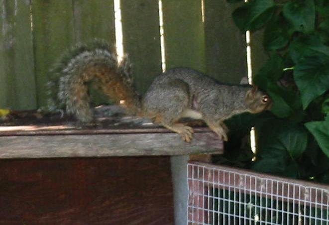 Same little squirrel at the moment he became a wild creature again.