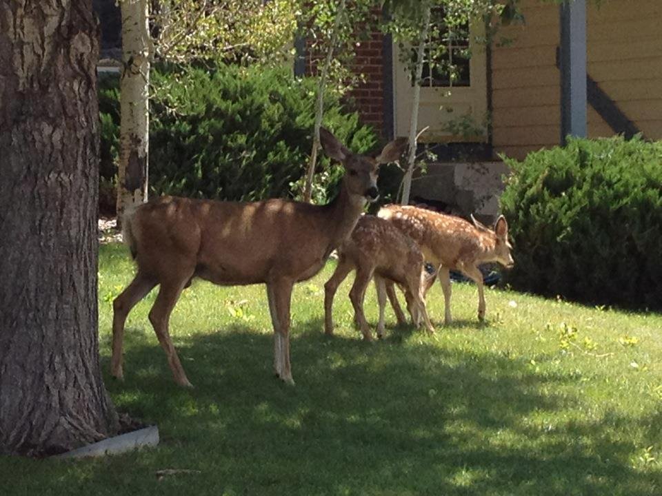 Mom and her 2 babies....
