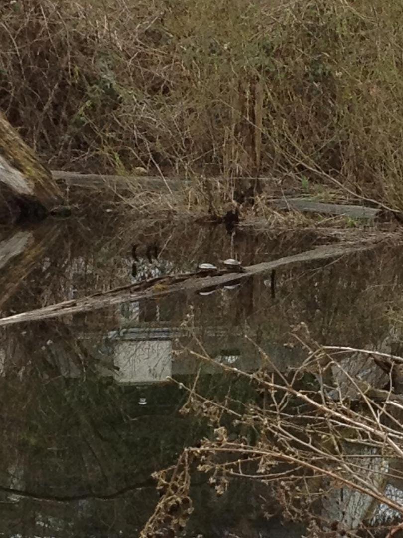 the turtles are finally here, pond is by our house