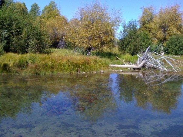 Salmon spawning ground