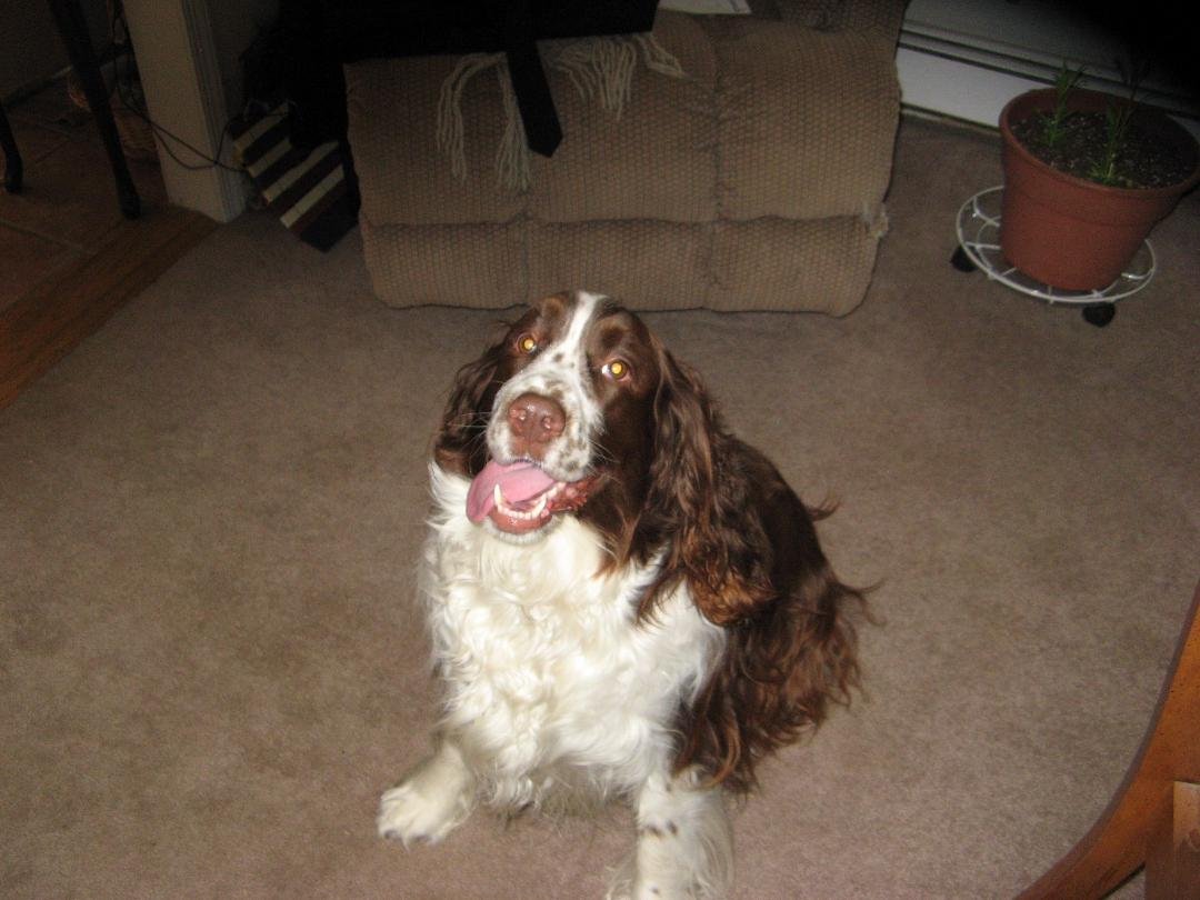Am sorry to report that Gus has gone to be with Jackie. He is at peace now. So happy we had so many years together.