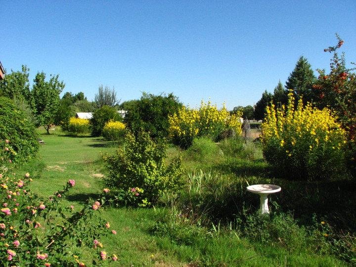 Took a picture of our side yard this morning.  The flowers are all in bloom.