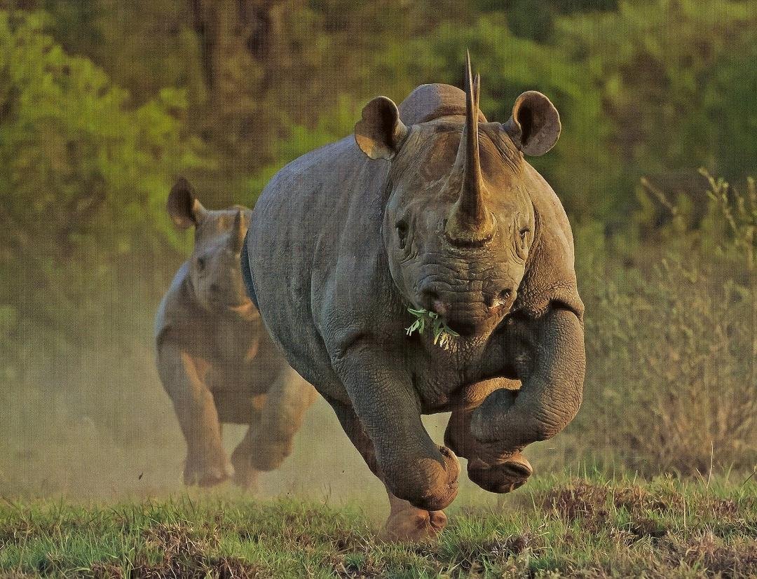 In getting ready for the Big 10, Nebraska recruited a new offensive lineman from South Africa. Bo says that passing the NU entrance exam is no problem. If necessary, T. Osborne will help with the scholastics :~)