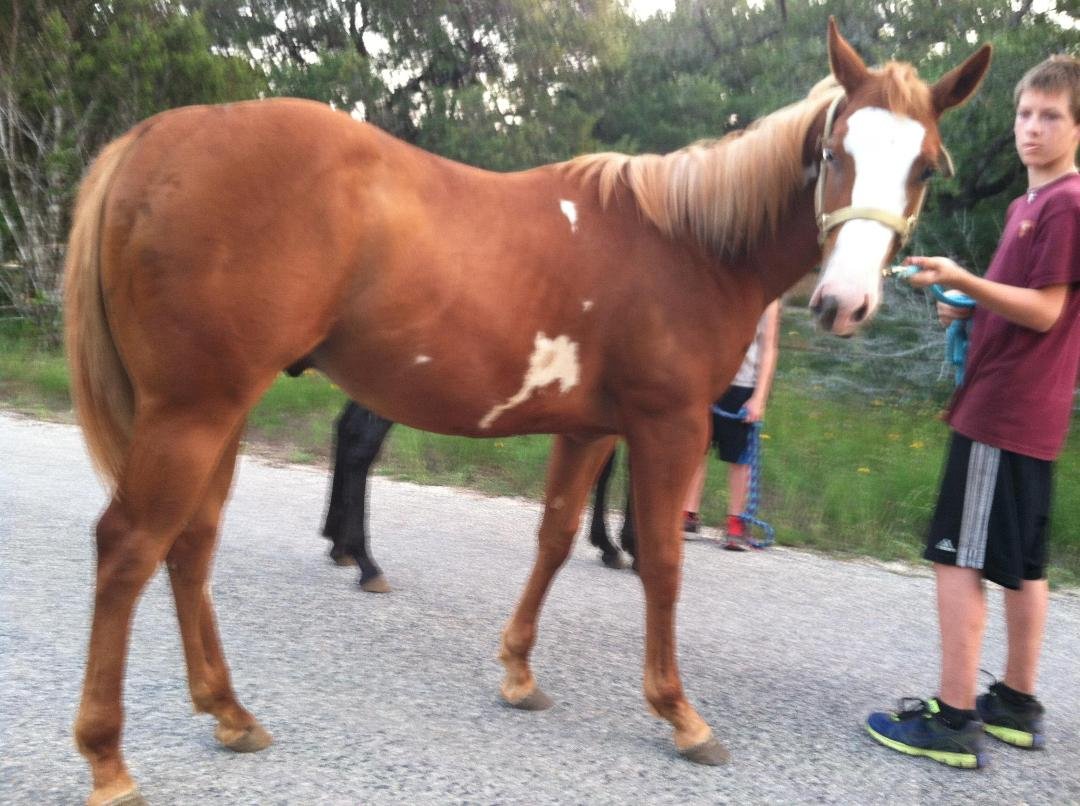 Chunky Butt....he is a March yearling, but he is HUGE for his age... He outweighs the other yearling by about 200 lbs and they are a week apart in age...