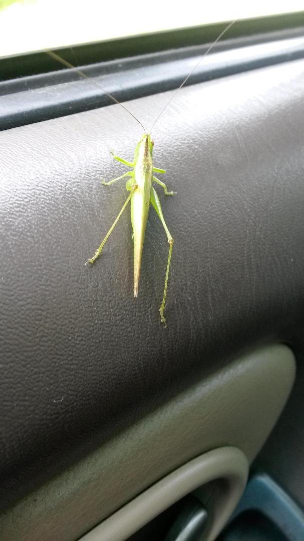 stowaway.....