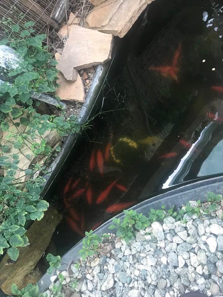 Fishes in the pond