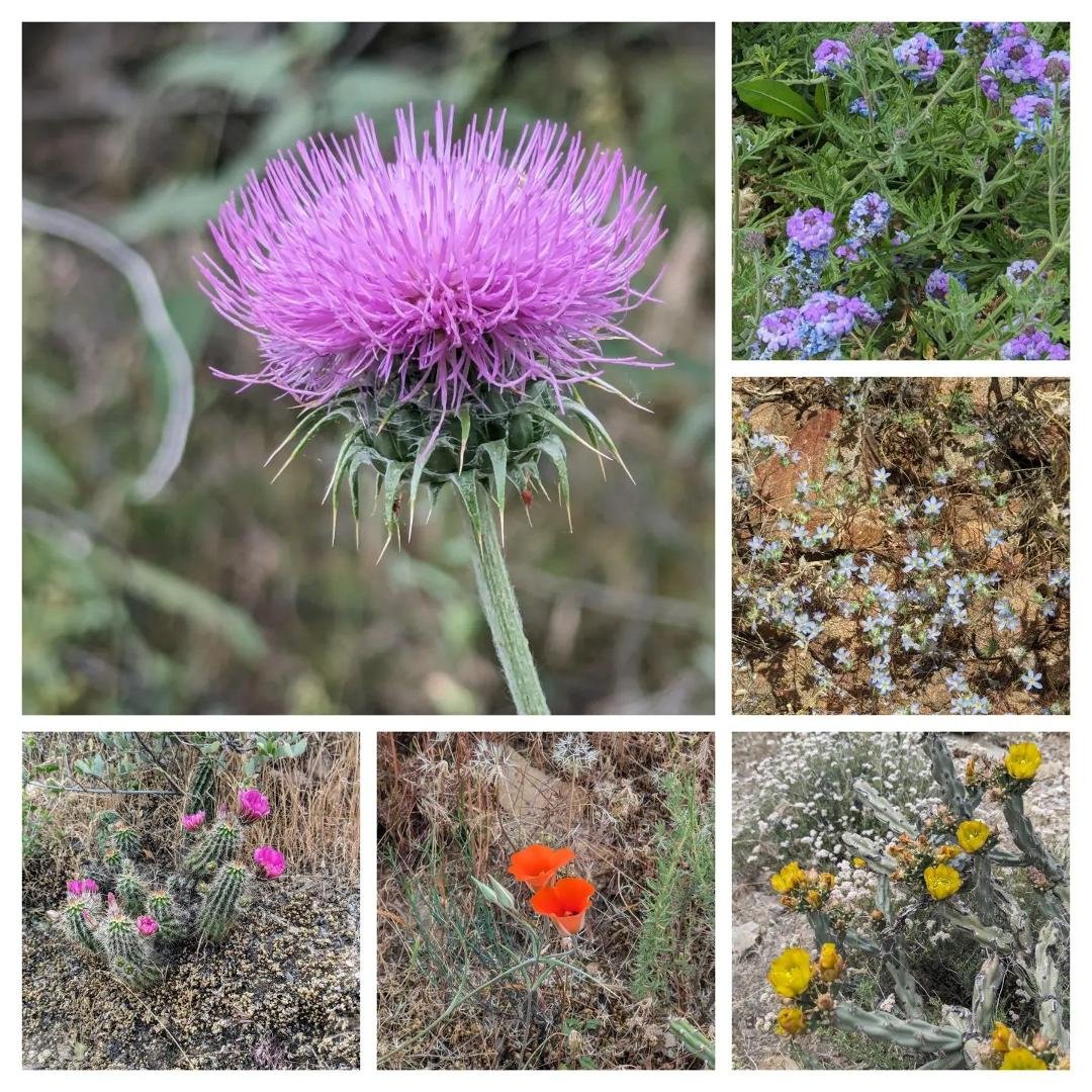 Spring at Pickett Post mountain a couple of weeks ago!