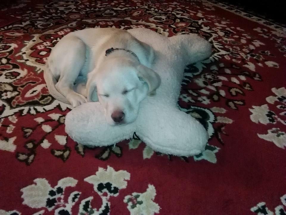 Whose a happy pup?