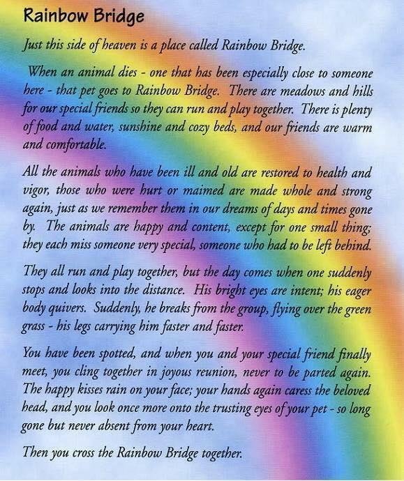 Goodbye to my sweet little green cheek conure. 😢