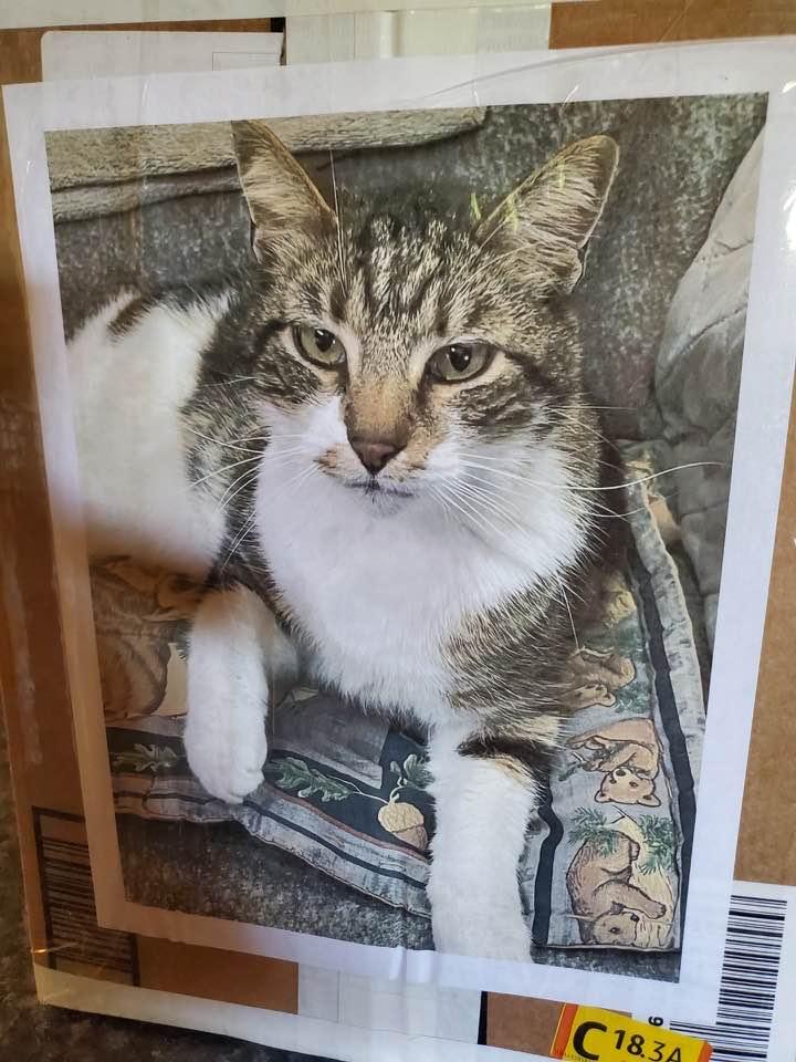 One wonderful cat,SOCKS. He was very close to me. I was the only one that could butter up to Socks for years. He and I had a special friendship. 15 years Socks was with us. 7 or more of those years could not get him to co