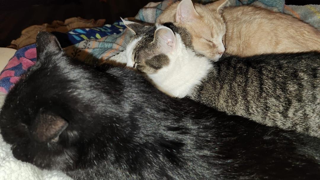 These guys seem to think they  have a plan to keep the men who arrive in the big red & white truck with flashing lights from taking me away.  They will just lay on top of me!  At least this time I only stayed a few hours in