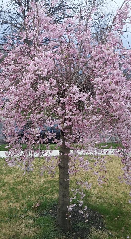 Kathy Meyers' album, Mobile Uploads