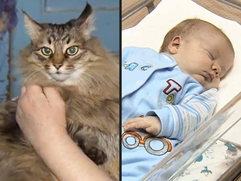 Yea, cats!
HERO CAT SAVES BABY
A long-haired cat named Masha from Obninsk, Russia, came to the aid of an abandoned baby recently and is being called a hero. The furry feline kept the baby boy warm and even meowed to get t
