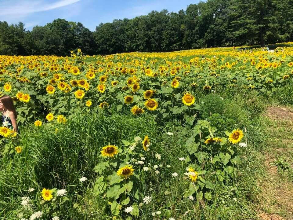 Sunny day