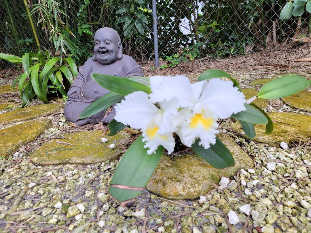 Happy Buddha. Happy Orchids.
