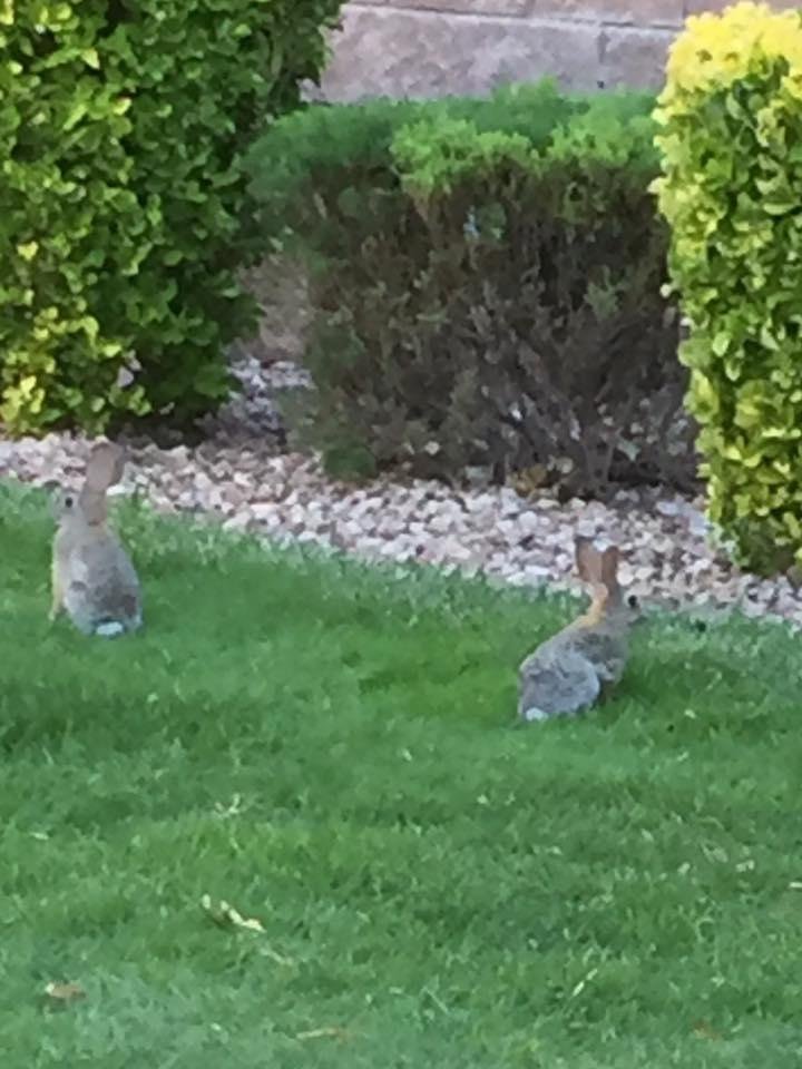 In my backyard