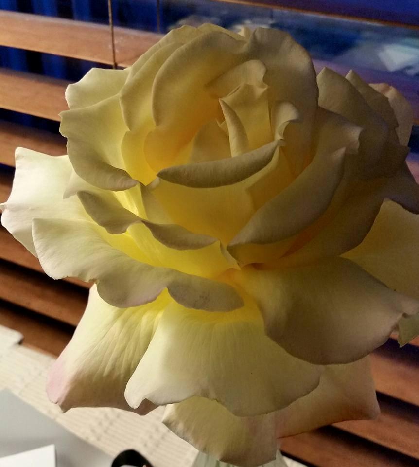Not feeling to good about my lack of gardening this year. But look what still is one of my favorites. A peace rose started from one of my dad's roses.