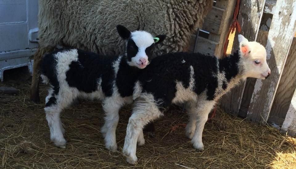Twin spottie girls