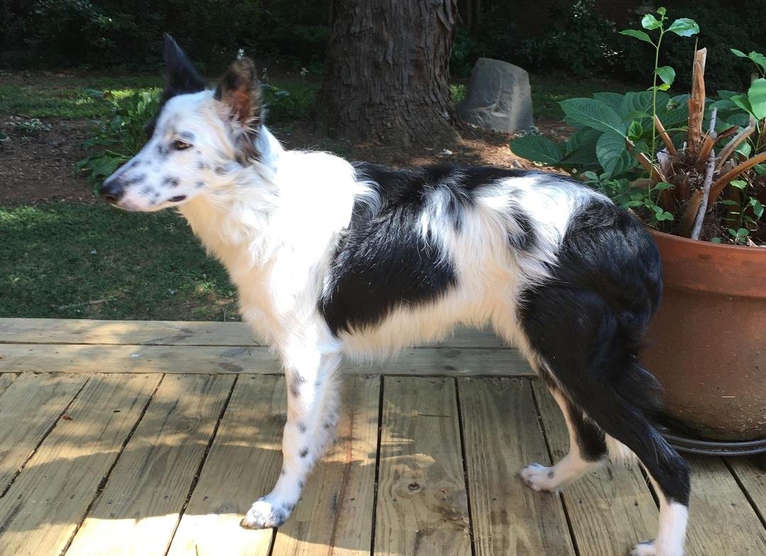 Rosie at 7 mos.