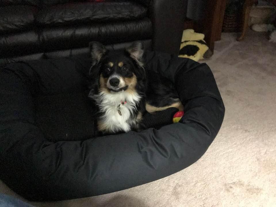 Harleys new bed