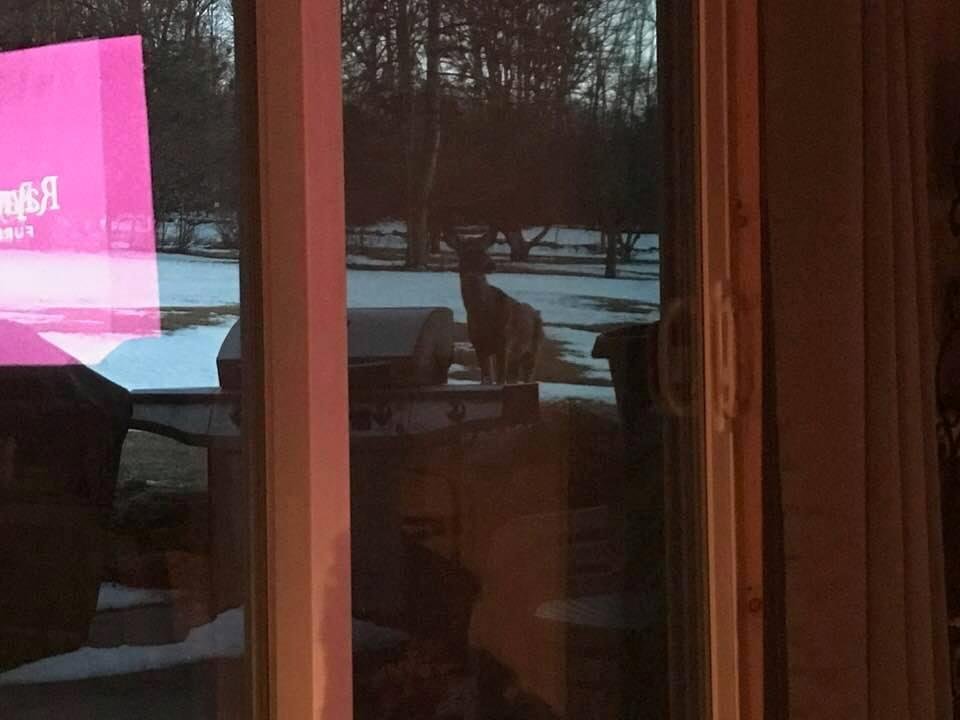 Hey!  Where’s Larry?   I want more apples!
