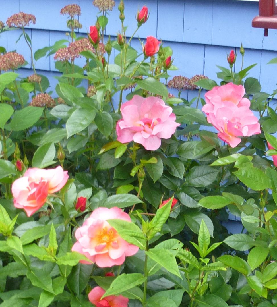 My favorite rose bush in Robin's garden is in full bloom again. Here is an older photo of it, with my painting of it.