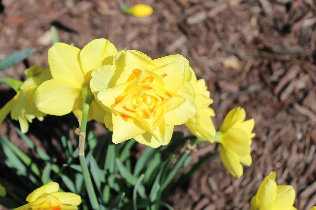 cindy gardner's album, Timeline photos