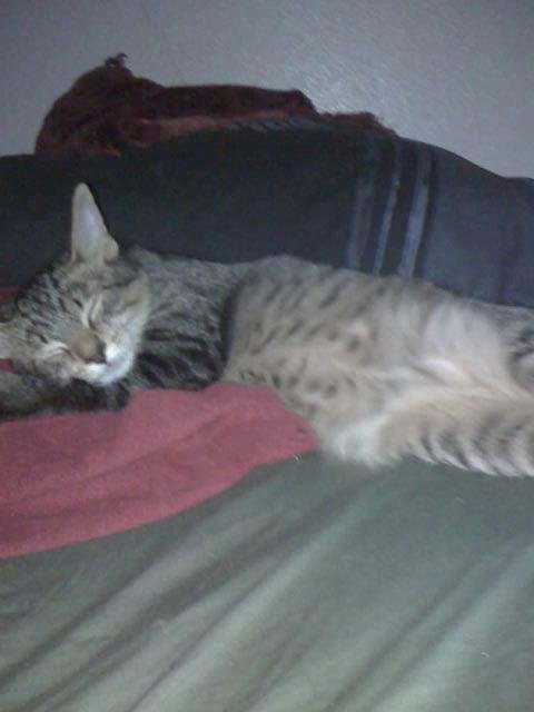 This is Goliath. He lives in Texas