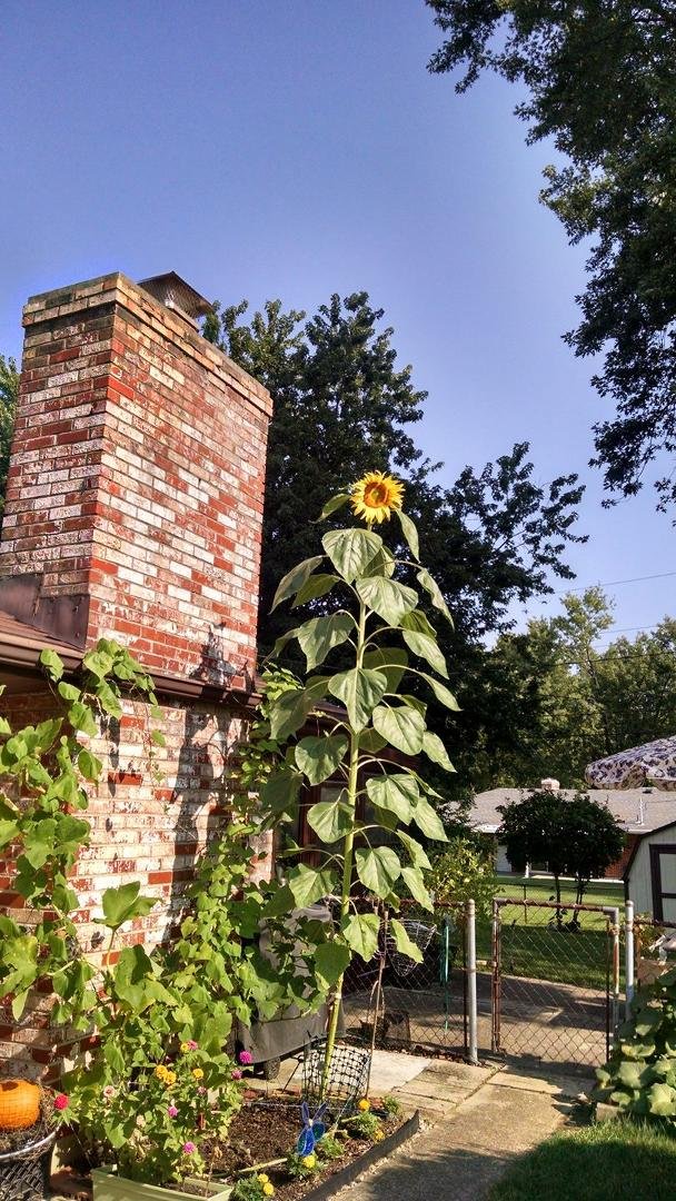In full bloom, it's beautiful in the morning sun.