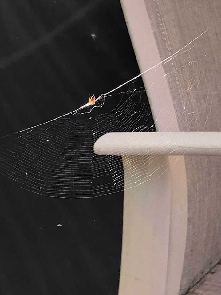 Look how find the web is. It’s only about 4 inches across.