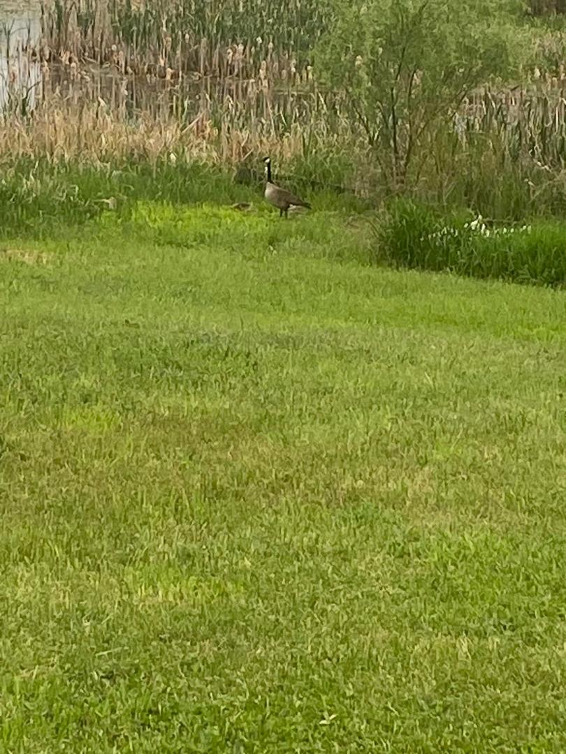 Family of geese