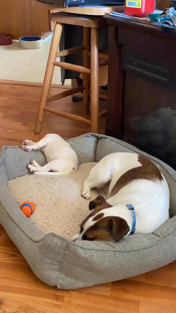 Bristol was here for about 5 hours today! I have 2 pooped pups!!