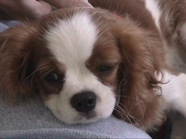 Oscar, our good friend for almost 16 years passed on to a better world today. You cannot believe the love that an animal can bring into a home until it has left. But the love and memories will carry one.