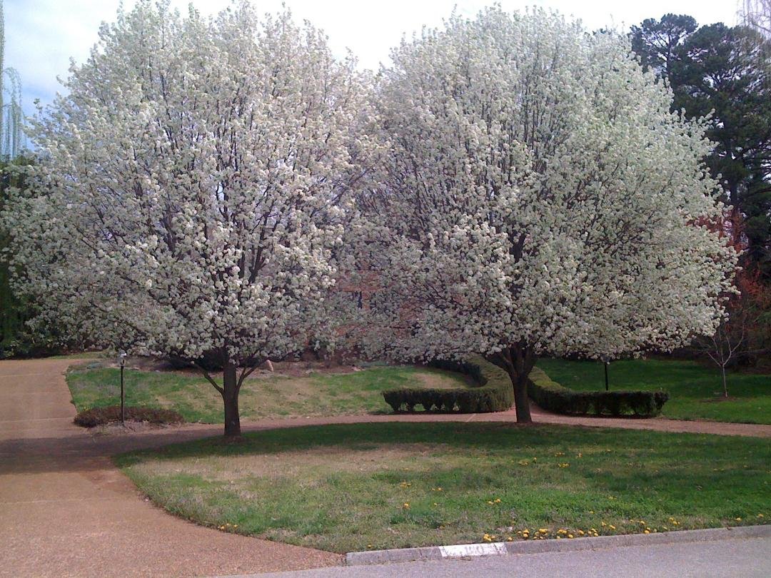 The Beautiful Trees in Full Bloom in Tennennsee