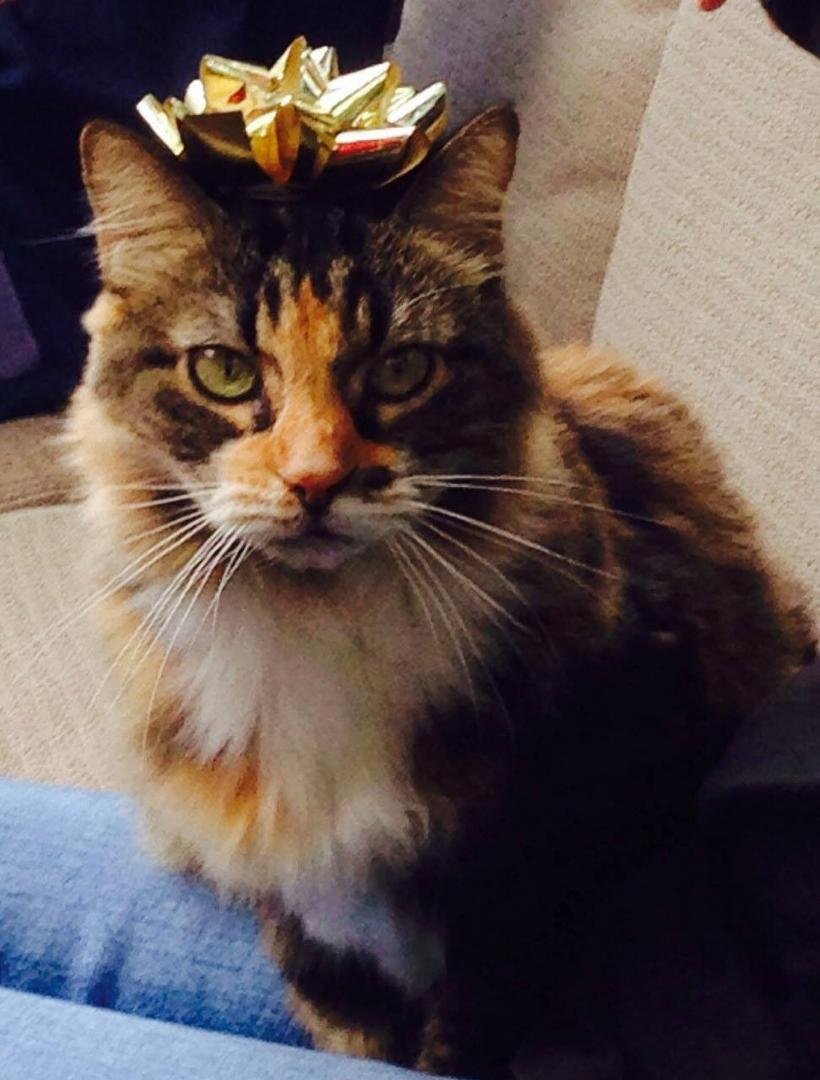 This is my sweet girl Mindy...
