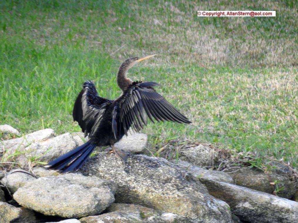 Anhingas usually find higher, safer perches for drying their wings. You do not see them on the ground very often as this female was.
(Satellite Beach FL, 21 Nov 2017).