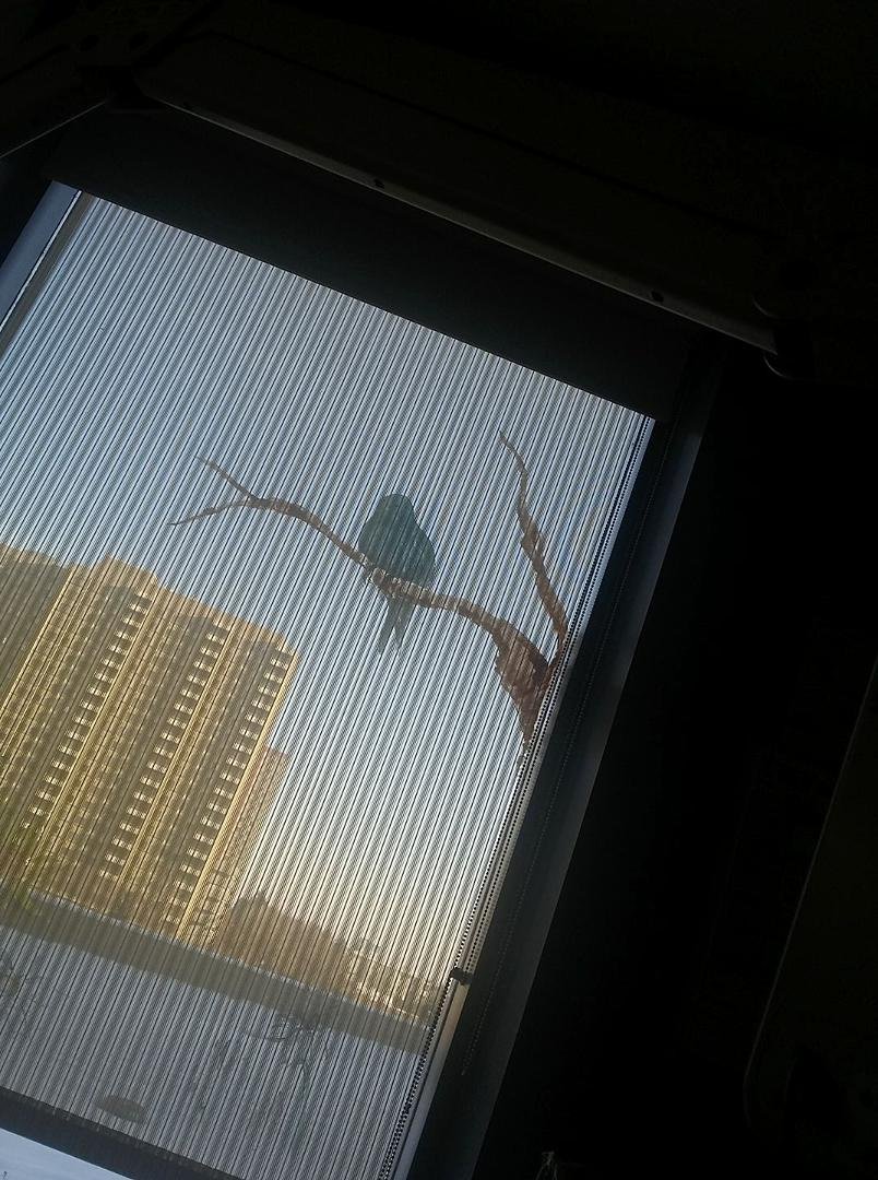My window view.