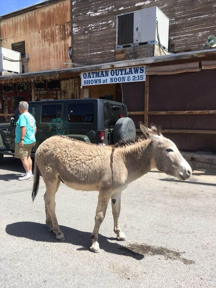 Oatman Arizona, where wild boroughs walk freely down the middle of the town