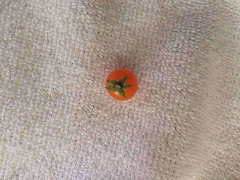 End of season harvest....isn't she cute?