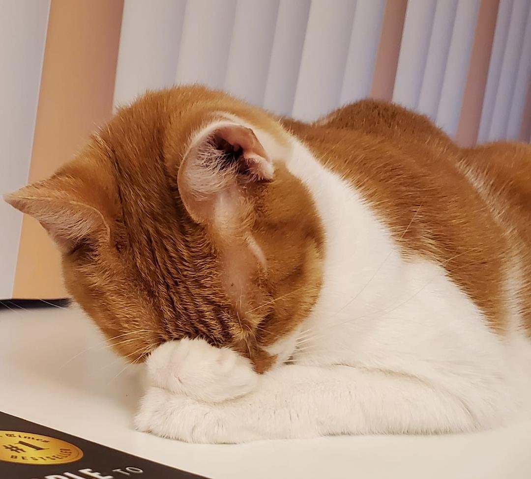 Richie facepalming after a long day of lying around, well, like a cat.