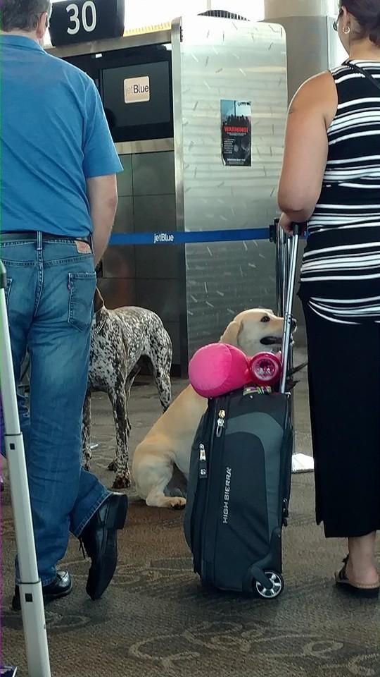 K9 dogs waiting for a flight to come in ...not a good sign...should I be worried...lol