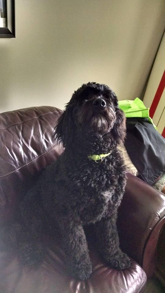 My one and only puppy I walk staring at the toy in my hand and waiting for me to toss it across the room!