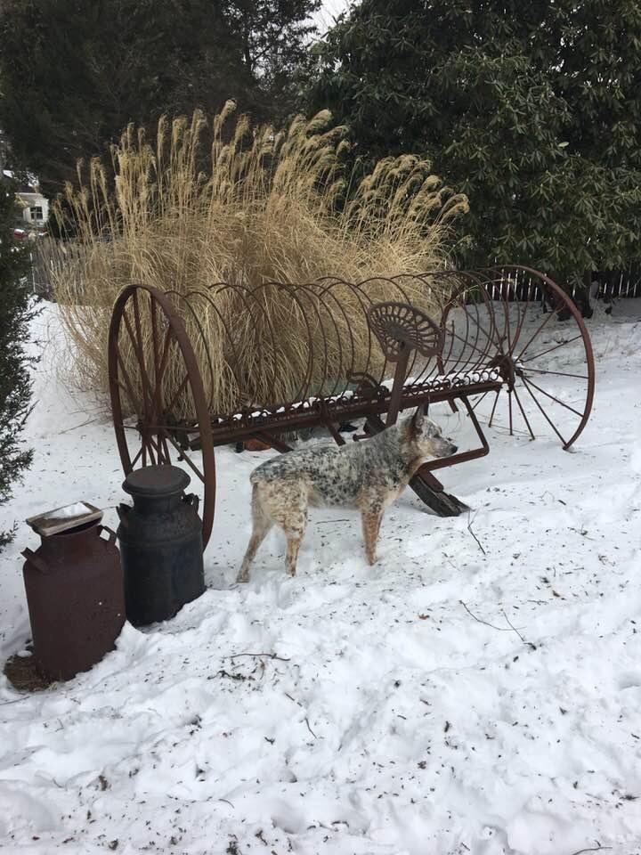 Good picture of the best dog ever