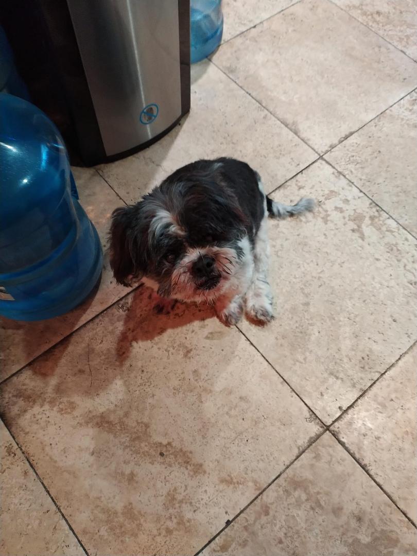 Today we said good bye to our furbaby Chubby do to complications we really miss you 💔😭