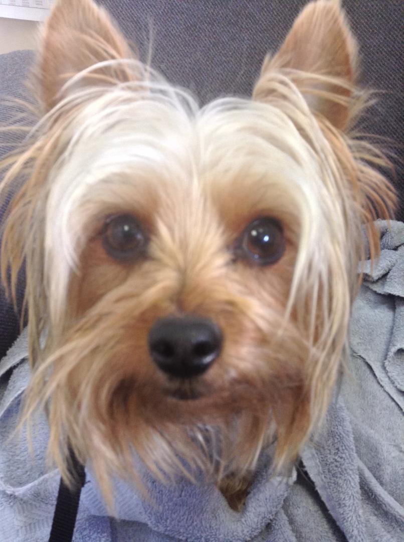 Hi Hunter Mccall here it's my Birthday I'm 3 years old today !! Ron say's I'm so cute !!! And brings lot's of joy into his life !!!