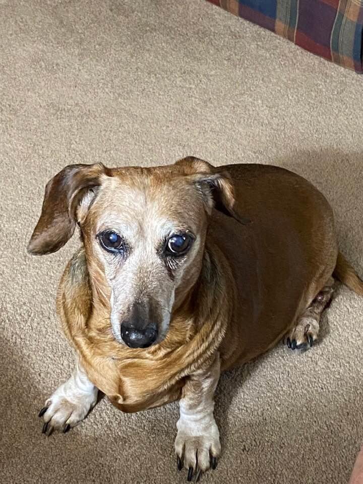 Since today is National Dog Day, I wanted to show off my old man! He is 14 and cannot hear and has full sight only in one eye! Sweet and loving as ever!🇺🇸👍🙏🙏😂😂❤️❤️❤️❤️